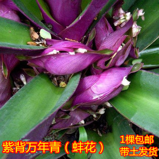 紫背万年青盆栽植物室内好养花卉四季常青紫锦兰蚌兰庭院观叶绿植