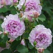 蓝紫色月季总汇新浪潮(新浪潮)日月玫瑰，花苗四季大花盆栽花卉