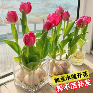 5颗郁金香种球水培花卉植物，室内盆栽花卉，花苗四季开花种子好养活