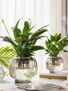 水培器皿创意玻璃花盆，水养植物白掌红掌，绿萝大号花瓶透明插花摆件