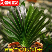 四季君子兰盆栽带花苞老苗大小苗花卉植物室内花绿植好养圆头和尚