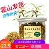 霍山铁皮石斛花茶特级枫斗应季新花罐装铁皮石斛养生茶干花