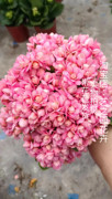 达科塔长寿花盆栽玛格丽特彩莲重瓣大花花期长，丰花极易爆盆