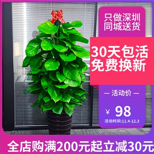 深圳大叶绿萝柱适合客厅，办公室内吸甲醛，净化空气植物盆栽