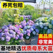 绣球花苗盆栽花卉植物室内好养的花四季开花不断无尽夏大花易成活
