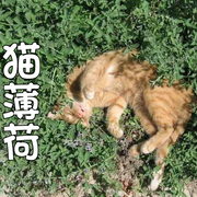 猫薄荷种子 春夏秋四季播芳香种子 阳台盆栽庭院易种猫薄荷草种子