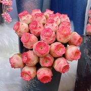 山地玫瑰多肉植物小盆栽，粉耶罗酒杯玫瑰，肉肉绿植室内阳台易活