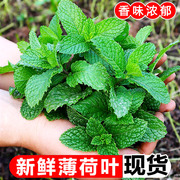 现摘薄荷叶新鲜5斤留兰香泡茶烘培调鸡尾酒西餐配菜，奶茶装饰莫吉9