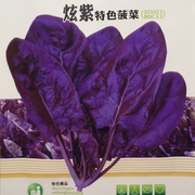 紫色菠菜种籽 蔬菜种孑秋季种 富含花青素味道超好菠菜种子四季播