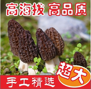 青川羊肚菌干货非野生滋补特级煲汤大个新货头茬肉厚50g羊肚菇