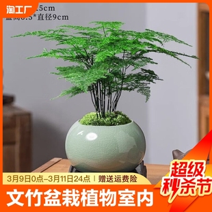 文竹盆栽植物室内办公室水培客厅懒人小绿植花卉大全盆景四季常青