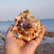 天然超大海螺贝壳珊瑚鲍鱼壳海星帝王螺鱼缸造景礼物收藏居家摆件