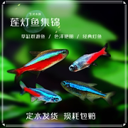 热带鱼观赏鱼灯科鱼活体，巴西印尼宝莲灯，黑莲霓虹红绿灯群游包活