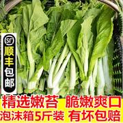 农家新鲜白菜薹白菜苔绿菜苔心新鲜蔬菜现摘现发5斤