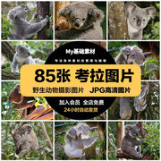 高清生物JPG图片考拉树袋熊野生动物照片摄影 打印源文件素材集合