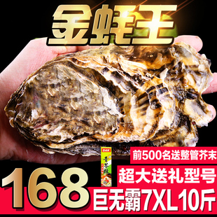 特大号正宗乳山生蚝鲜活新鲜牡蛎带壳 海鲜水产海蛎子10斤7XL