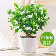 茉莉花苗盆栽带花苞栀子花卉，植物室内绿植，九里香浓香四季开花好养