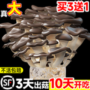 速发蘑菇种植包新鲜菌种家种菌菇黑平菇种植菌包食用菌棒家庭