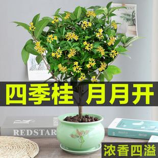 四季桂花盆栽树苗开花植物室，内外花卉浓香好养可食用绿植盆景月桂