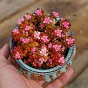 彩色浆果锦多肉植物盆栽，赤豆肉肉办公桌，室内花卉绿植净化空气