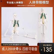 85cm人体骨骼模型骨架模型人体脊柱模型脊椎模型人体骨骼骷髅t