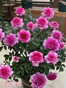 玫瑰花苗特大花带花苞花卉绿植物，盆栽月季蔷薇室内外庭院阳台四季