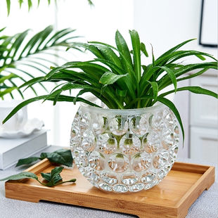 水培器皿创意玻璃花盆水养，植物瓶透明花器绿萝铜钱草花瓶圆形容器