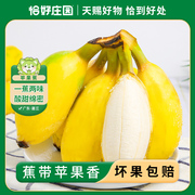 恰好庄园广东苹果蕉 3/5斤单果75g+新鲜水果