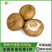 新鲜牛排菇约500g褐菇新鲜菌菇食用菌波多黎各菌满5件