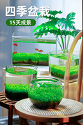生态玻璃鱼缸客厅小型乌龟缸，桌面办公室透明玻璃圆形迷你水草缸