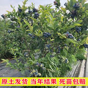 四季蓝莓苗盆栽蓝莓树苗南方北方种植带花特大果树苗当年结果