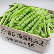 2024豌豆新鲜云南高原带壳青豆角脆甜水果豌豆荚现摘现发蔬菜5斤