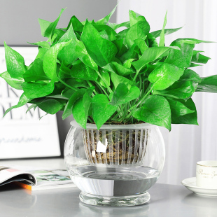 水培植物绿萝盆栽办公室内耐阴易活水养绿植吸收甲醛净化空气绿箩