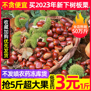 20年老树果辽宁丹东新鲜生现摘大板栗5斤栗子锥油栗仁蔬罗田