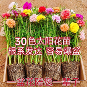 重瓣太阳花苗种孑枝条盆栽大花四季播种开花种籽子室内花卉绿植物
