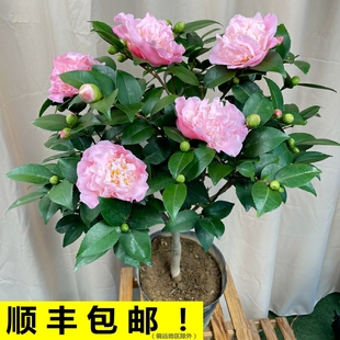 香妃山茶花盆栽树苗浓香型，植物带花苞，四季绿植花卉室内五色赤丹
