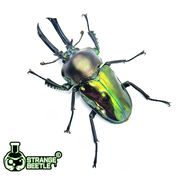 彩虹锹甲宠物甲虫昆虫成虫幼虫活体独角仙异蟲实验室
