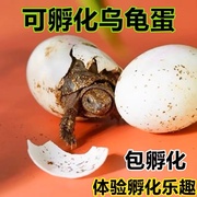 乌龟蛋可孵化草龟花龟巴西龟学生小宠物受精蛋儿童百科实验孵化蛋