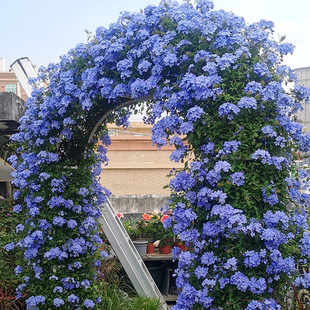 蓝雪花天狼盆栽苗阳台，耐热好养植物，花园庭院爬藤攀援花