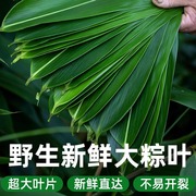 粽叶新鲜粽子叶竹叶超特大号现摘现发真空100片天然鲜棕叶箬叶