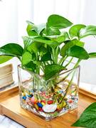 水培器皿创意玻璃花盆水养植物，瓶透明花器绿萝白掌花瓶正方形容器