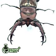 兔耳深山锹甲宠物甲虫昆虫成虫幼虫活体独角仙异蟲实验室