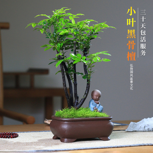 老爹家的菖蒲小叶紫檀桌面，禅意绿植摆件，四季常青绿植黑骨檀盆栽