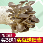 蘑菇种植包儿童(包儿童)可食用菌，菇种植包家懒人香菇菌黑平菇家庭装秀珍菇