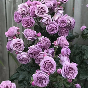 欧月大苗转蓝玫瑰花苗庭院别墅花园阳台植物 多季开花 多头勤花