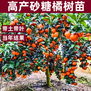 广西嫁接高产沙糖桔子树苗，橘子苗树盆栽，砂糖沃柑南方种植当年结果
