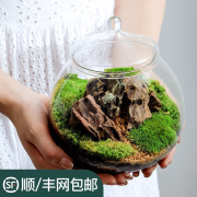 瓶中植物生态瓶青苔苔藓微景观，绿植物盆栽鲜活创意diy小盆景