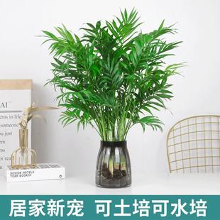 水培植物袖珍椰子盆栽凤尾竹，富贵竹散尾葵室内绿植净化空气吸甲醛