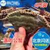 6只装 5-8两1只 北京闪送 鲜活 满肉公母梭子蟹螃蟹海蟹海鲜水产