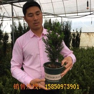 耐寒正宗东北方红豆杉树苗大树，盆栽盆景植物室，内外绿植公母搭配